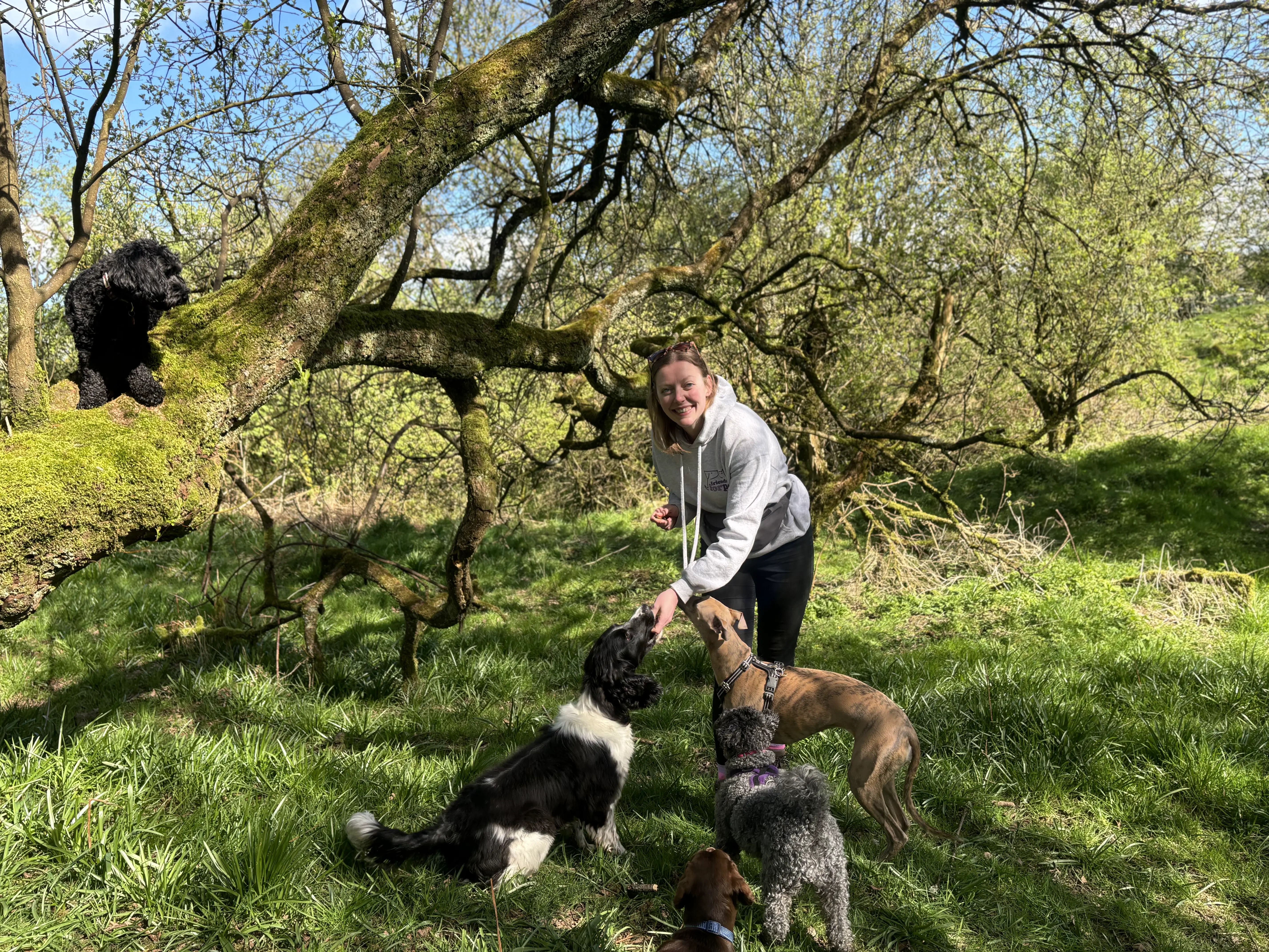 dogs in a group out on walk